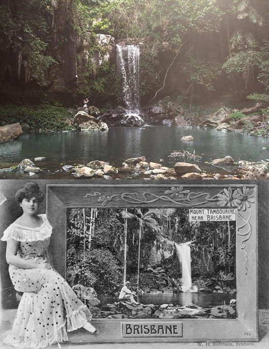 Beautiful Tamborine Mountain Florabunda Flowers