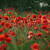 Lest we forget