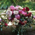 Congratulations Renee and Troy who were married at Pethers Rainforest Retreat on Friday, surrounded…