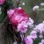 Simple hot pink & white for Rosalie and Duynam in a classic vintage setting…